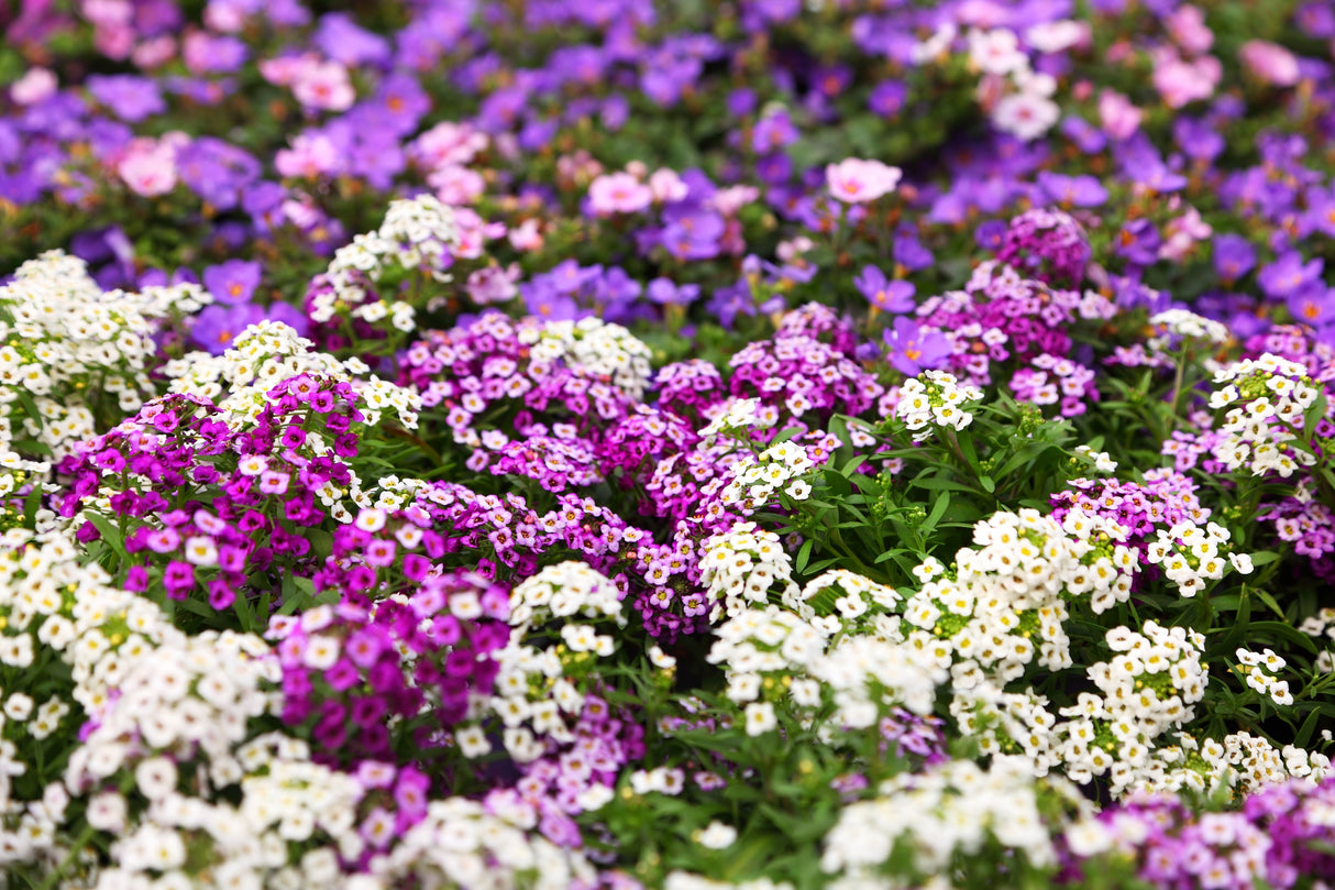 500 Sweet ALYSSUM PASTEL CARPET Mix Lobularia Maritima Flower Seeds