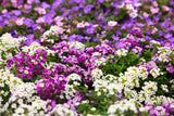 500 Sweet ALYSSUM PASTEL CARPET Mix Lobularia Maritima Flower Seeds