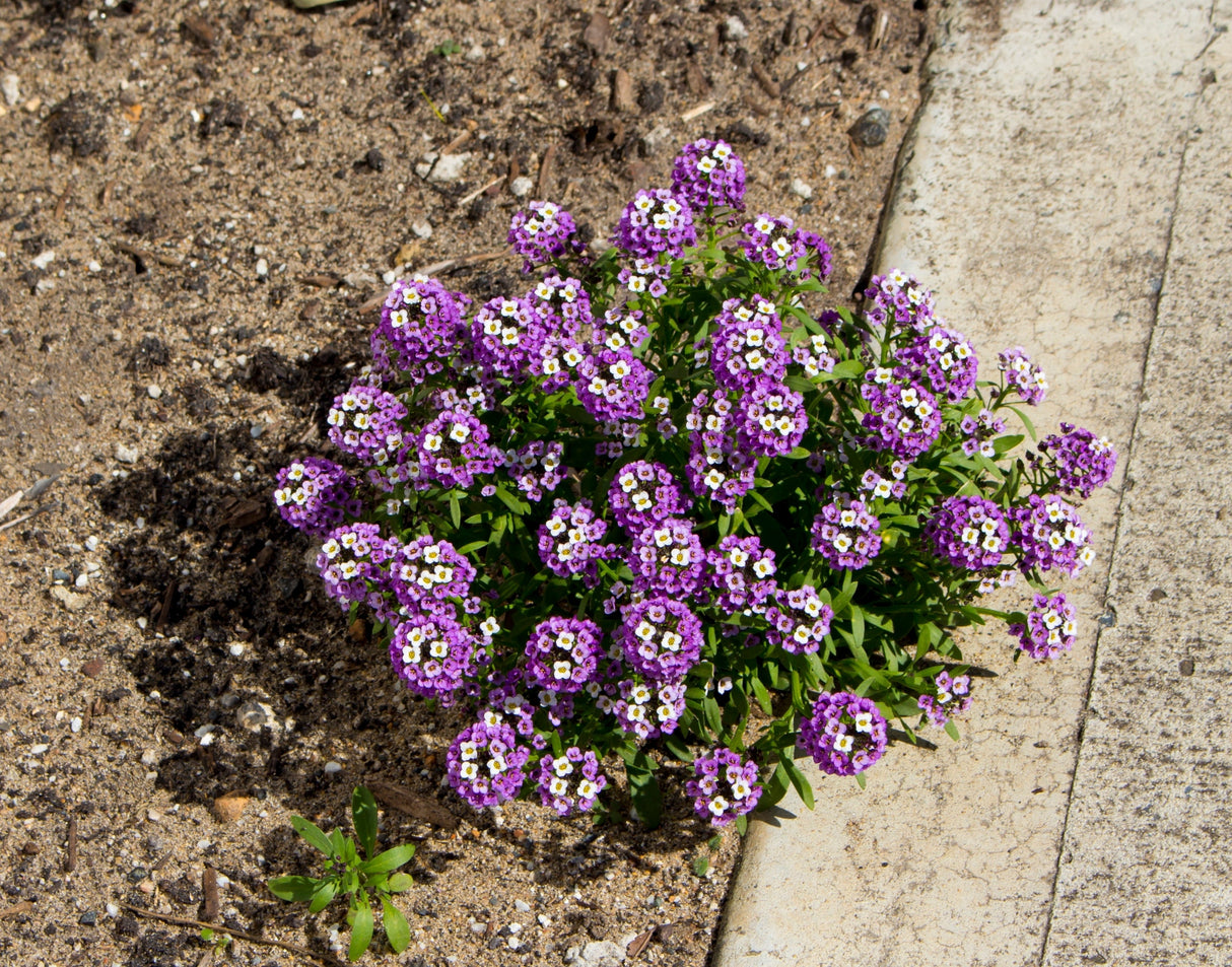 500 Sweet ALYSSUM ROYAL CARPET Lobularia Maritima Violet Blue Flower Seeds