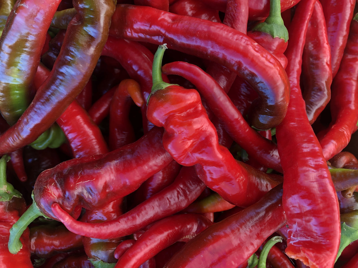 25 JIMMY NARDELLO PEPPER Sweet Red Italian Capsicum Annuum Vegetable Seeds