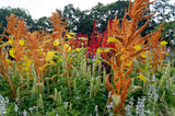 100 Organic HOT BISCUITS AMARANTHUS Cruentus Coppery Bronze Plumes Flower Seeds
