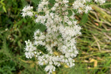 200 TALL WHITE BONESET (Thoroughwort) Eupatorium Perfoliatum Flower Seeds