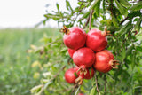 25 POMEGRANATE TREE Punica Granatum Red Fruit Seeds
