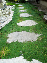 100 Walk On Me CREEPING THYME Thymus Serpyllum Herb Flower Seeds