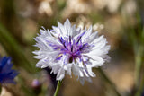 750 White BACHELOR'S BUTTON / CORNFLOWER Centaurea Cyanus Flower Seeds