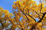 10 GINKGO BILOBA Maidenhair Tree Yellow Fall Orange "Fruit" Herb Seeds