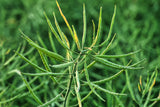 1000 Dwarf ESSEX RAPE KALE Rapeseed Brassica Napus Vegetable Seeds
