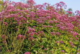 20 HEMP AGRIMONY Eupatorium Cannabinum Raspberries & Cream Flower Seeds