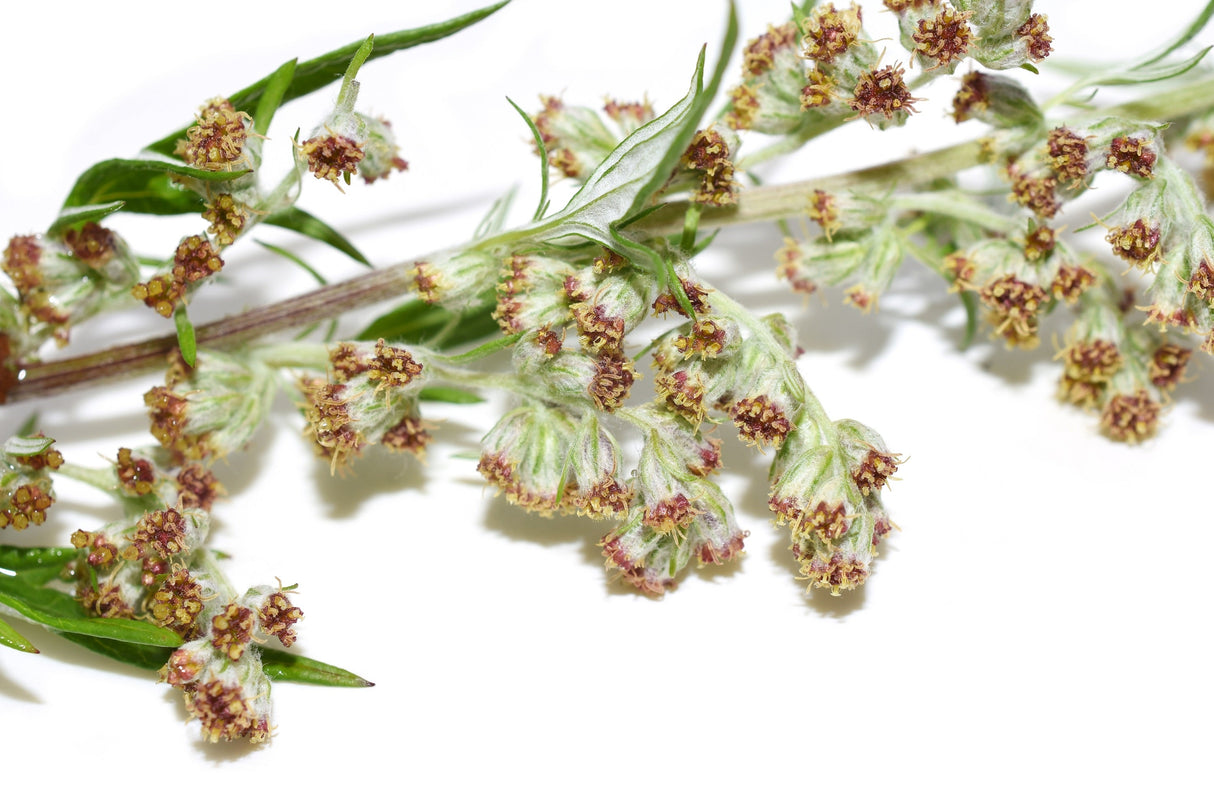 1000 COMMON MUGWORT Artemisia Vulgaris Wild Wormwood Herb Yellow Red Flower Seeds