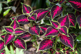 100 Mixed Colors COLEUS RAINBOW MIX Shade Houseplant Solenostemon Flower Seeds