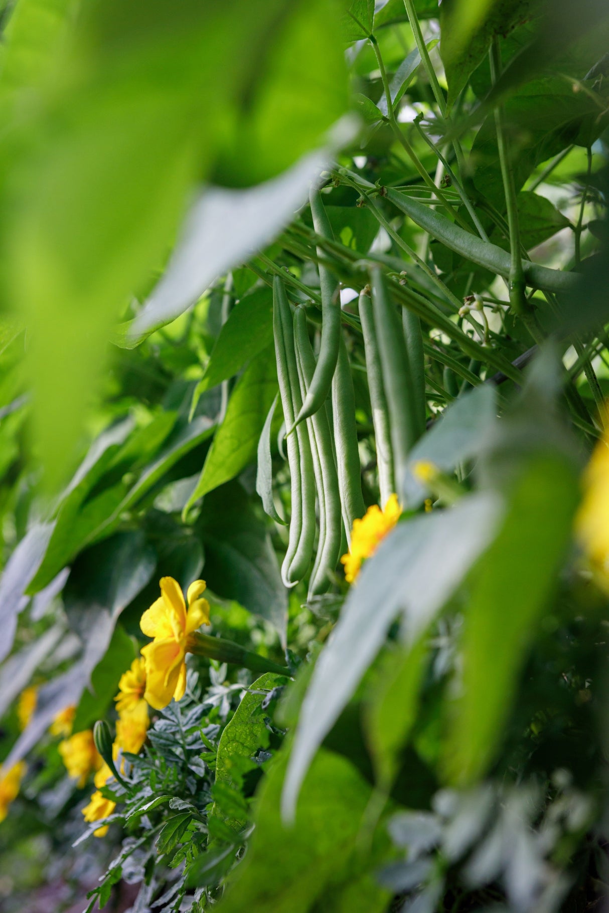 50 BURPEE STRINGLESS Green Pod BEAN French Phaseolus Vulgaris Vegetable Seeds