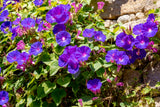 100 PURPLE MORNING GLORY Ipomoea Nil Flower Vine Seeds
