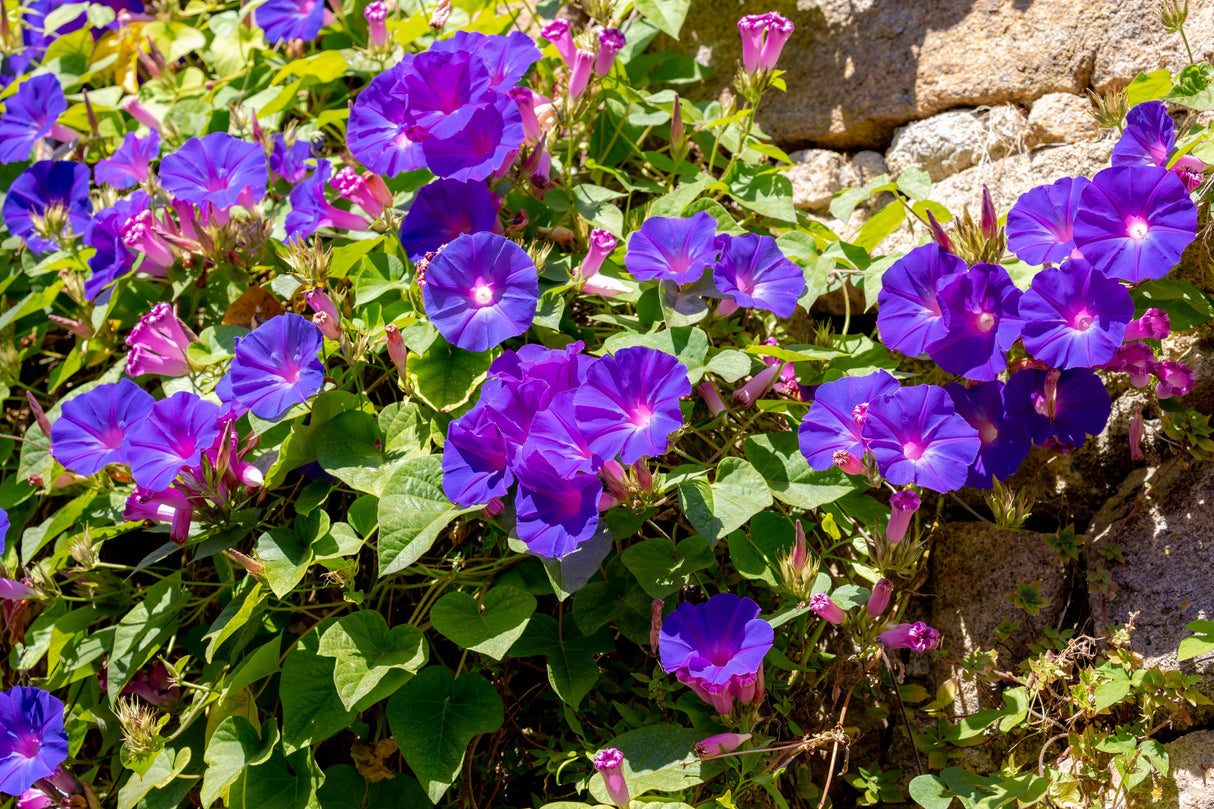 50 Mixed Colors MORNING GLORY Ipomoea Purpurea Vine Flower Seeds
