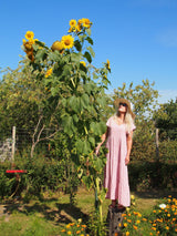 75 MAMMOTH GREY Stripe SUNFLOWER Helianthus Annuus Flower Seeds
