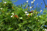50 CYPRESS VINE MIX Ipomoea Quamoclit Convolvulus Hummingbird Star Morning Glory Cardinal Creeper Flower Seeds - Mixed Colors Red Pink White