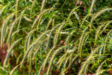 500 CANADIAN RYE Elymus Canadensis Grain Grazing Grass Ground Cover Seeds