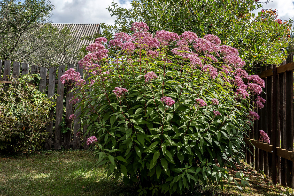 50 Pink JOE PYE WEED Eupatorium Maculatum Flower Seeds