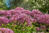 50 Mixed Colors JOE PYE WEED Eupatorium Maculatum Flower Seeds