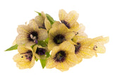 200 Black HENBANE Nightshade Hyoscyamus Niger Flower Seeds