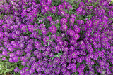 100 EASTER BONNET ALYSSUM Lobularia Maritima Bright Violet Purple Flower Seeds