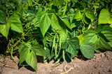 50 SLENDERETTE GREEN BEAN French Stringless Phaseolus Vulgaris Vegetable Seeds
