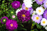 1000 POWDER PUFF ASTER Mix Callistephus Chinensis Flower Seeds