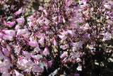 25 HUSKER RED PENSTEMON Digitalis Foxglove Beardtongue White Flower Seeds