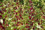 50 ROSELLE HIBISCUS Sabdariffa Rosella Fruit White & Red Flower Seeds