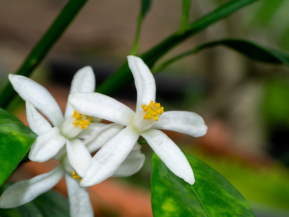15 KEY LIME Citrus Aurantifolia Fruit Tree Shrub Seeds