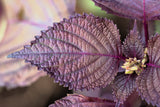 300 PURPLE SHISO aka PERILLA Frutescens Ornamental Herb Seeds Green & Purple
