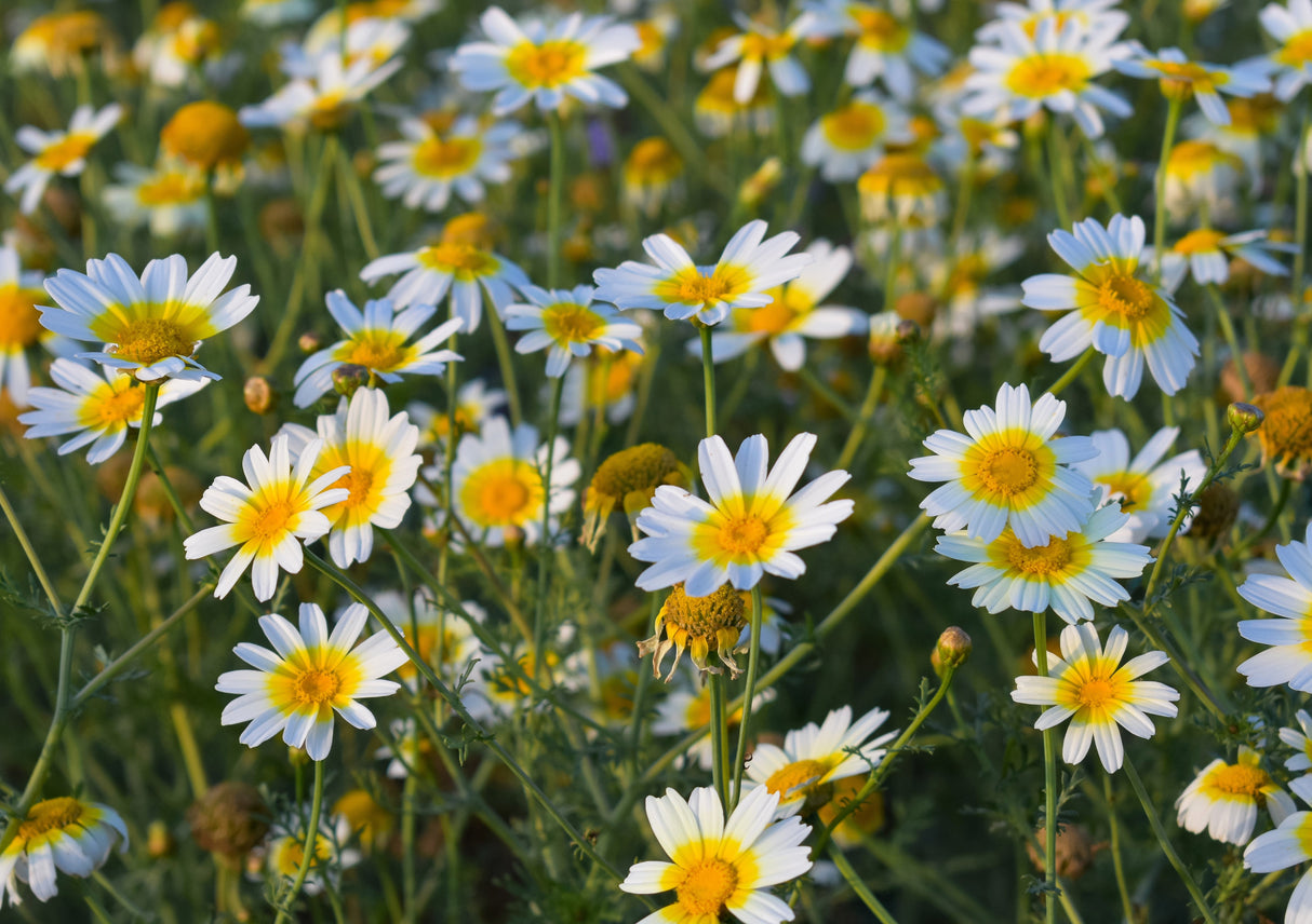 1000 GARLAND CROWN DAISY Chrysanthemum Coronarium Glebionis White Yellow Flower Seeds