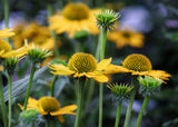 50 OZARK GOLD CONEFLOWER Echinacea Paradoxa Yellow Bush's Coneflower Flower Seeds