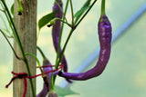 50 PURPLE CAYENNE PEPPER Hot Capsicum Annuum Vegetable Seeds
