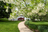 3 FRINGE TREE Chionanthus Virginicus Old Man's Beard White Flower Seeds