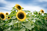25 EBONY & GOLD SUNFLOWER Helianthus Annuus Flower Seeds