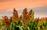50 DELLA SORGHUM Bicolor Syrup Flour Grain Vegetable Seeds