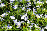 200 BLUE SPLASH LOBELIA Regatta Blue & White Erinus Flower Seeds