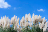 200 WHITE PAMPAS GRASS Cortaderia Selloana Ornamental Flower Seeds