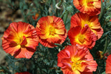 1500 MIKADO POPPY Red Orange California Poppy Flower Eschscholzia Californica Seeds