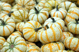 20 MINI MIX PUMPKIN Miniature Cucurbita Pepo White Green Orange Striped Vegetable Seeds