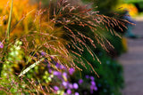 30 Violet PANIC GRASS Panicum Miliaceum Violaceum Ornamental Purple Millet Seeds