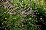 10 Dwarf BLACK FOUNTAIN GRASS Pennisetum Alopecuroides Viridescens Hardy Ornamental Seeds