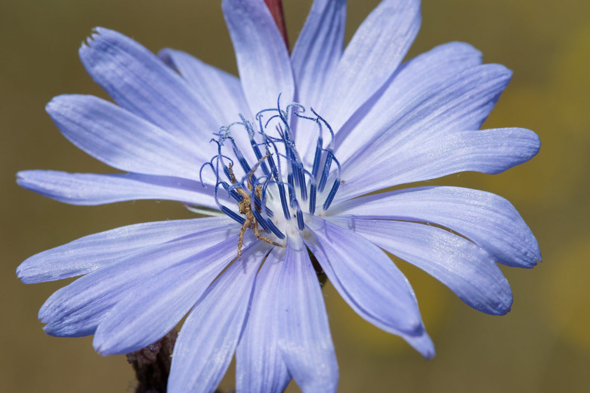 1000 CHICORY (Blue Daisy / Blue Sailors / Coffeeweed / Succory) Cichorium Intybus Flower Herb Seeds