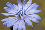 1000 CHICORY (Blue Daisy / Blue Sailors / Coffeeweed / Succory) Cichorium Intybus Flower Herb Seeds