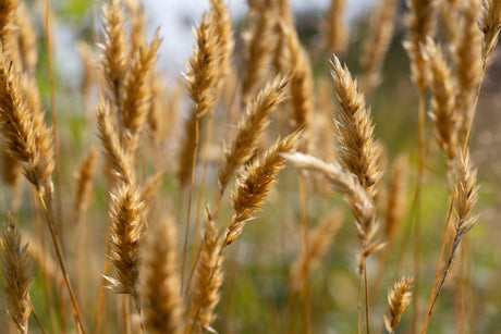 150 SWEET VERNAL GRASS Sweet Grass Vanilla Grass Anthoxanthum Odoratum Fragrant Vernalgrass Ornamental Craft Seeds