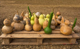 20 BIRDHOUSE GOURD (Hard Shelled Gourd / Calabash) Lagenaria Siceraria Vine Seeds