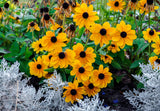 250 Dwarf MARMALADE RUDBECKIA Hirta Golden Orange Black Eyed Susan Gloriosa Daisy Flower Seeds