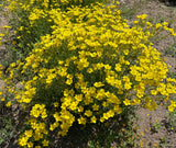 500 Organic GOLDEN FLAX Yellow Linseed Common Linum Flavum Flower Seeds
