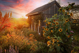 10 Early MAMMOTH RUSSIAN SUNFLOWER Helianthus Annuus Flower Seeds
