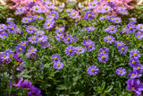 200 Purple Mix SWAN RIVER DAISY Brachyscome Iberidifolia Flower Seeds